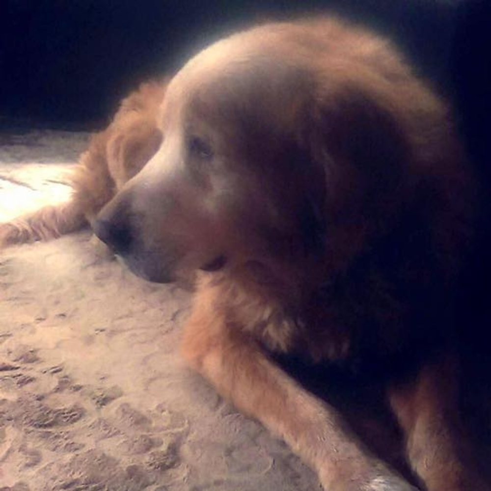 Meet your Posher, Talin